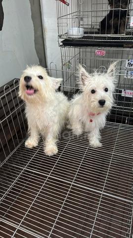 Pure Breed West Highland White Terrier (Feale) - photo 2 of 5