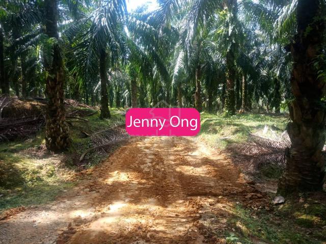 Oil Palm (Kelapa Sawit) Agriculture Land Baling ,Kedah For Sale 1