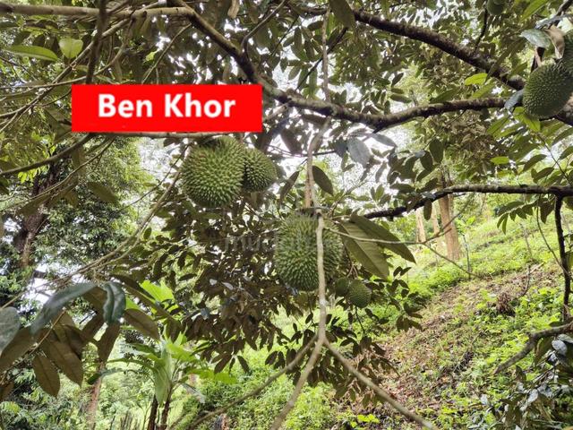 4.7Acres | Old Tree Durian Farm | Lenggong | PERAK 1