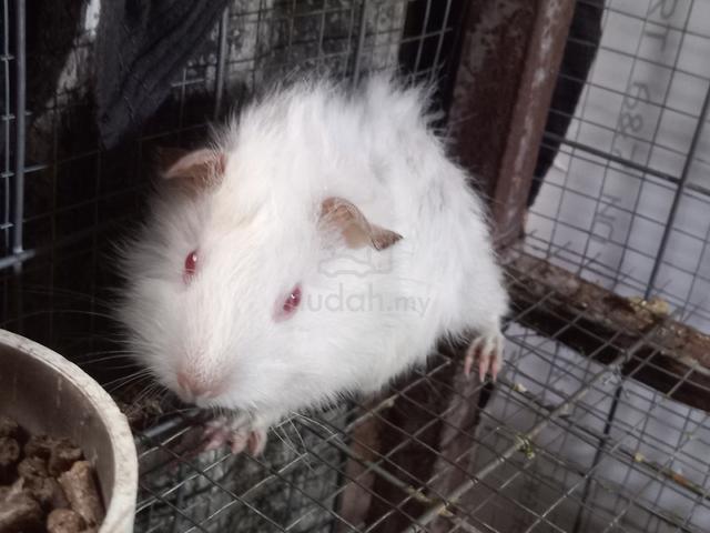 gunea pig sepasang - photo 2 of 5