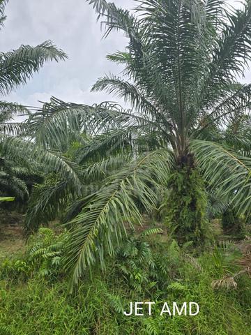 Agriculture Land @ Teluk Panglima Garang, Kuala Langat 1