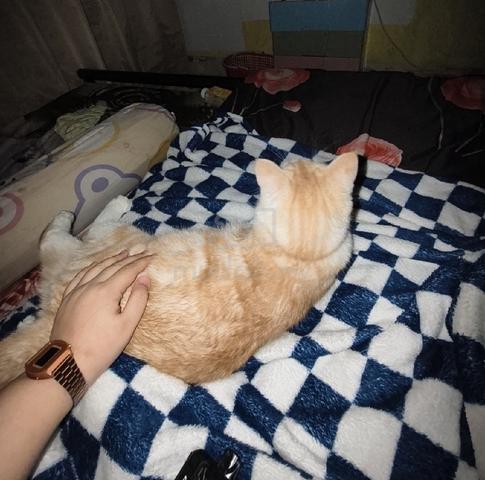 Mix BSH - photo 3 of 6