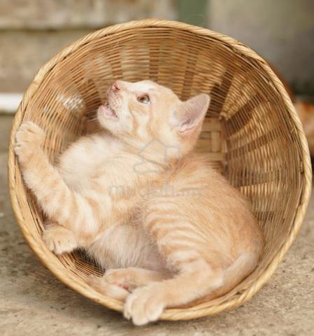 Adorable Cute Brown Kitten - photo 2 of 6