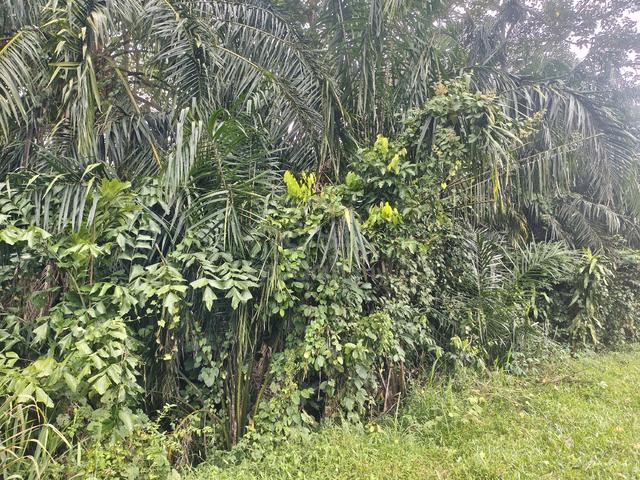 Empty Land, located along 8th mile old Jalan Kuala Pilah, Seremban. 1