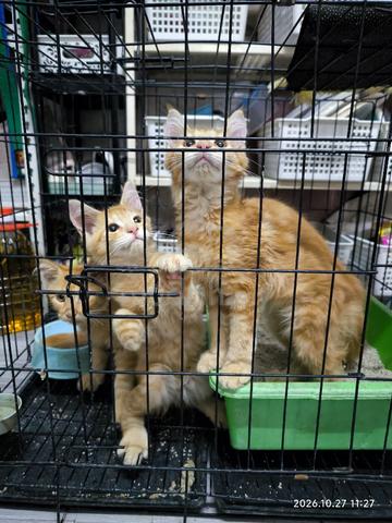 Anak kucing Mainecoon(purebred non cert) - photo 3 of 5