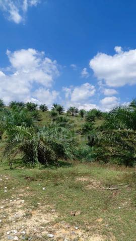 Palm Oil Plantation For Sale 1