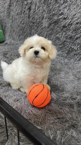马尔泰男
Maltipoo 
Father maltese
Mother white poodle
 - photo 3 of 3