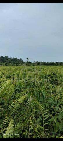 For sale Prime Land at Sibuti, Sarawak sarawak 1