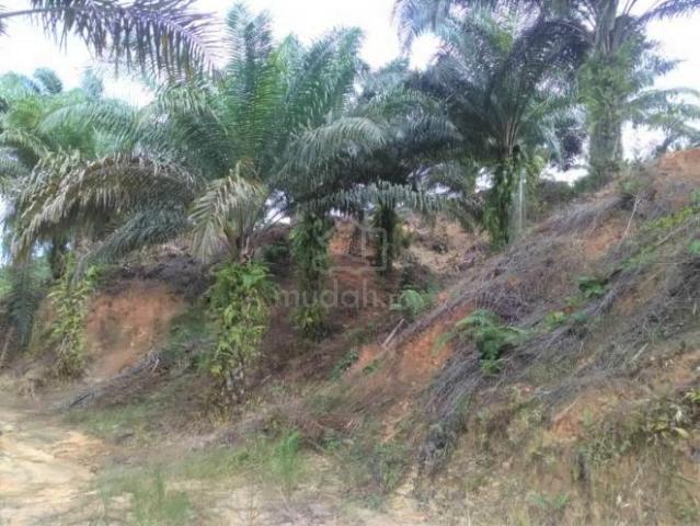 2862 acres | Roadside | Palm Oil | Sapi Nangoh | Sugut | Beluran 1