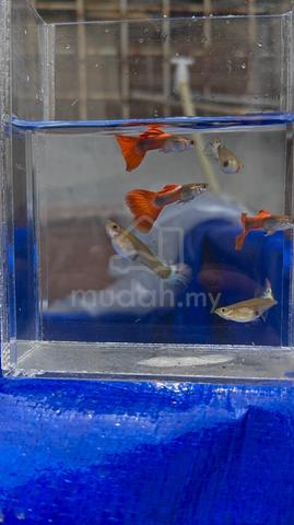 Carousel Image
