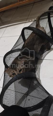 Kucing baka munchkin (kaki pendek) - photo 2 of 2