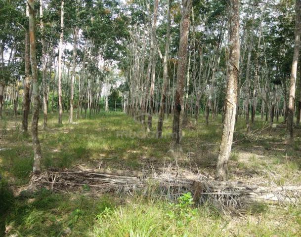 3.5 Ekar Tanah Pokok Getah Tua Kg Chabong Paya Pulai Segamat Johor 1