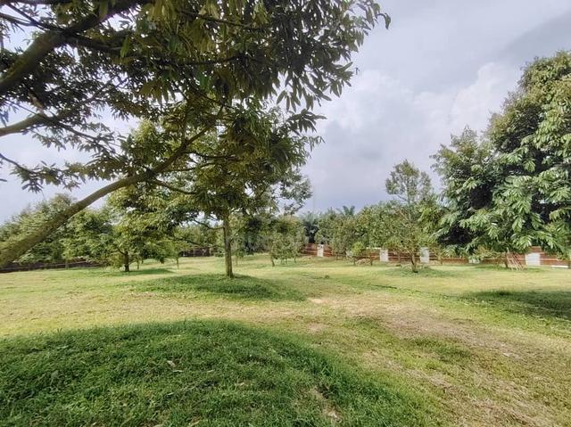 [FREEHOLD] Jasin Merlimau Melaka Agriculture Land With Durian Farm 4