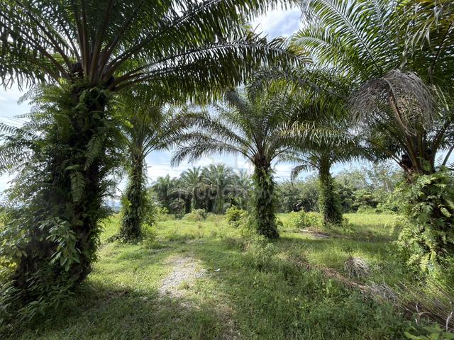Tanah dan kebun sawit usia 10 tahun (1.33 ekar) 1