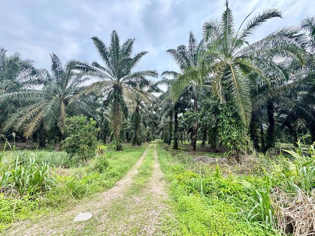 Agriculture Land Freehold For Sale @ Sanglang, Pontian 1