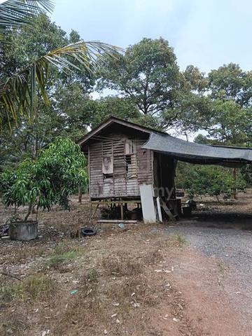 TANAMAN DURIAN READY Tanah Pertanian Non Bumi Mukim Api api Pontian 5
