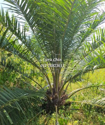 Kuala Terengganu Freehold Oil Palm Plantation For Sale!! 1