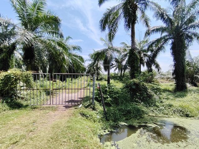 Nibong Tebal agriculture land along road side can covert to industrial 1