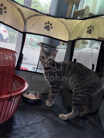 Carousel Image Selected