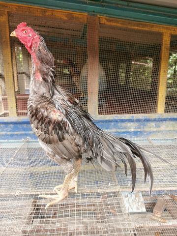 Ayam - photo 2 of 3