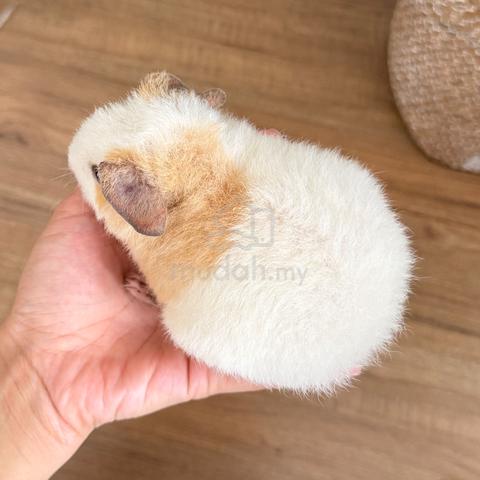 Teddy bear guinea pig tikus belanda - photo 2 of 2