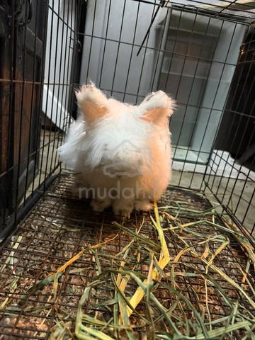 rabbit 2ekor - photo 4 of 5