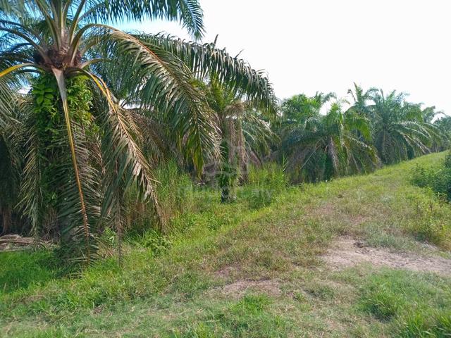 Tanah Kelapa Sawit Untuk Di Jual Di Sungai Tinggi ,Trong , Perak 1