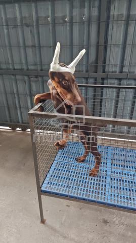 Carousel Image