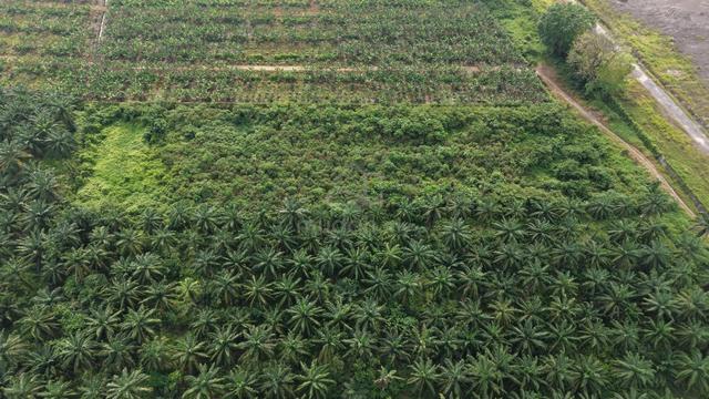 Batu Arang Agriculture land for rent 1