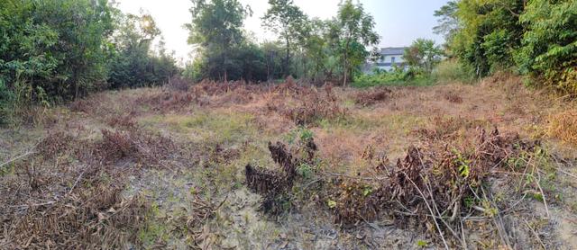Lot Banglo di Simpang Ampat Untuk Dijual 1