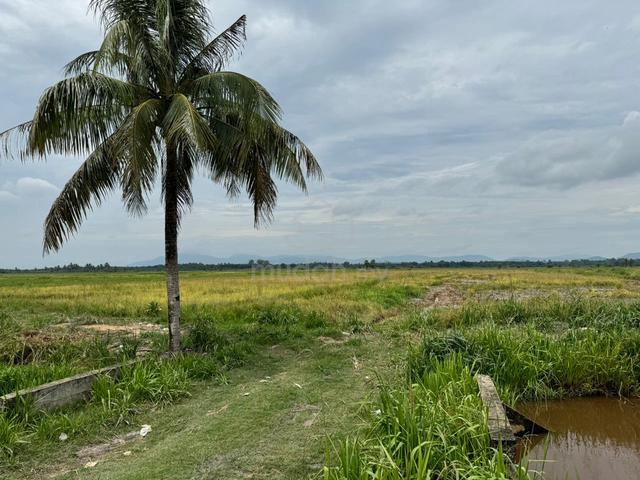Tanah Sawah 4.2 Ekar untuk dijual – Mukim Merkang, Pasir Puteh, Kelant 1