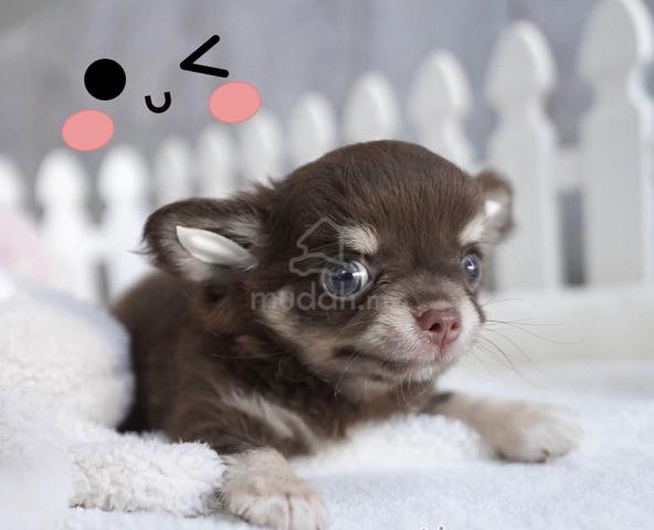 CHIHUAHUA PUPPIES VIP89🌷Head Apple Bonnie Dog Boy - photo 2 of 3