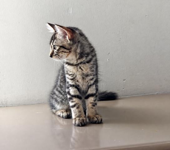 Domestic cat mix parsi  - photo 3 of 6
