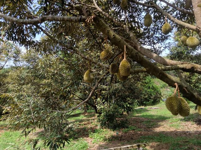 kebun durian beserta rumah kecil 1