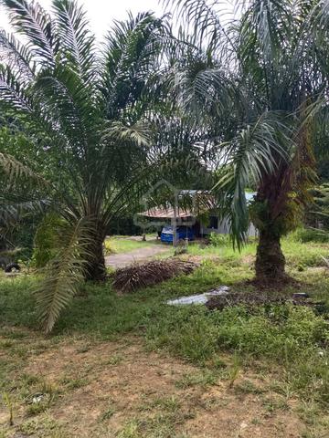 Tanah Pertanian Simpang Renggam Johor 7 ekar 1