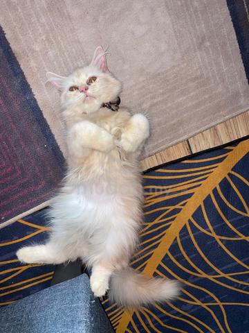 kucing parsi - photo 3 of 6