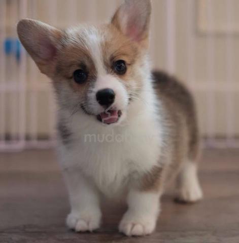 CORGI PUPPIES C211 🌻 cheeky Puppy Female - photo 2 of 4