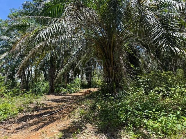 Tanah Kuala Kangsar 8 Acre 1