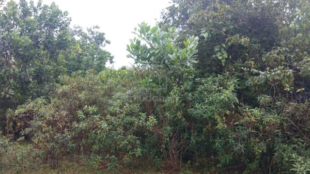 Lot Banglo PADANG PULUTPadang Pulut - Untuk Dijual Segera- URGENT!! 4