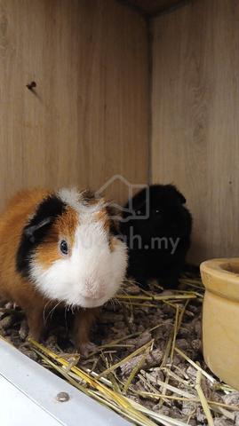 Teddy Guinea Pig - photo 3 of 4