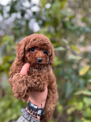 poodle ~4 - photo 3 of 3