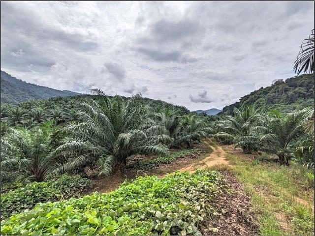 955 EKAR | 386 HEKTAR Palm Oil Sawit Plantation Sungai Siput Perak 1