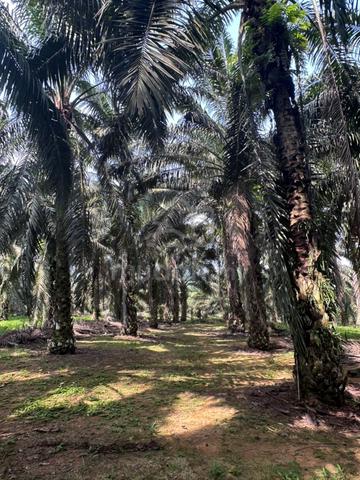 Kota Tinggi Mawai 8 Acre Agricultural Oil Palm Land 1