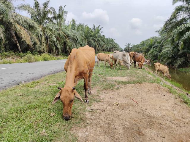 Palm Oil Kelapa sawit  1