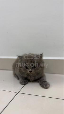 British Shorthair Kittens for Sale - photo 2 of 4