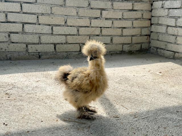 Silkie Chicken - photo 3 of 5