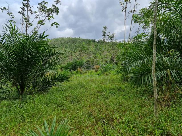 [Freehold] 3.5 acres agriculture Selandar near jasin nyalas melaka 1