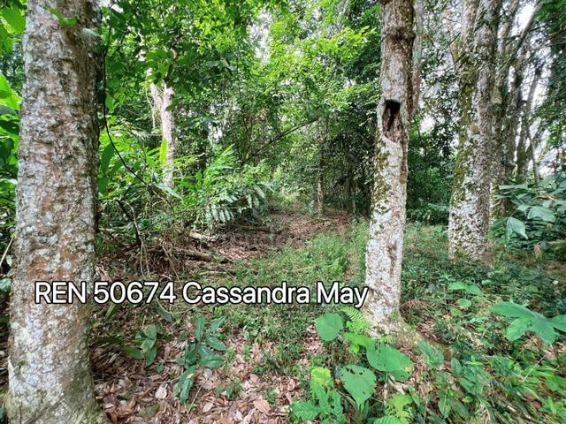 Freehold Main Road Frontage Old Rubber Trees Agriculture Land Tampin 4