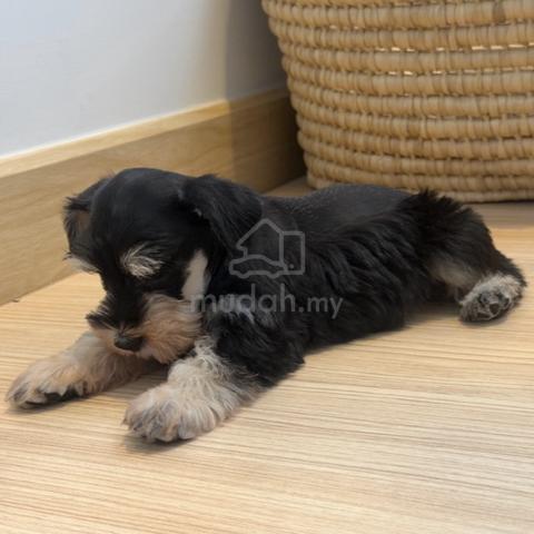 SCHNAUZER MINIATURE PUPPIES S117🌻 雪纳瑞 Available - photo 4 of 4