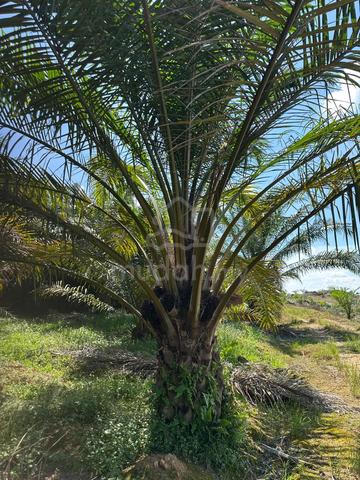Kluang 17 Acre Oil Palm Land Zoning Industry near Toll 1